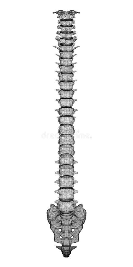 Human spine, body structure , wire model