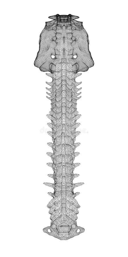 Human spine, body structure , wire model