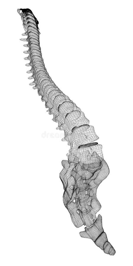 Human spine, body structure , wire model