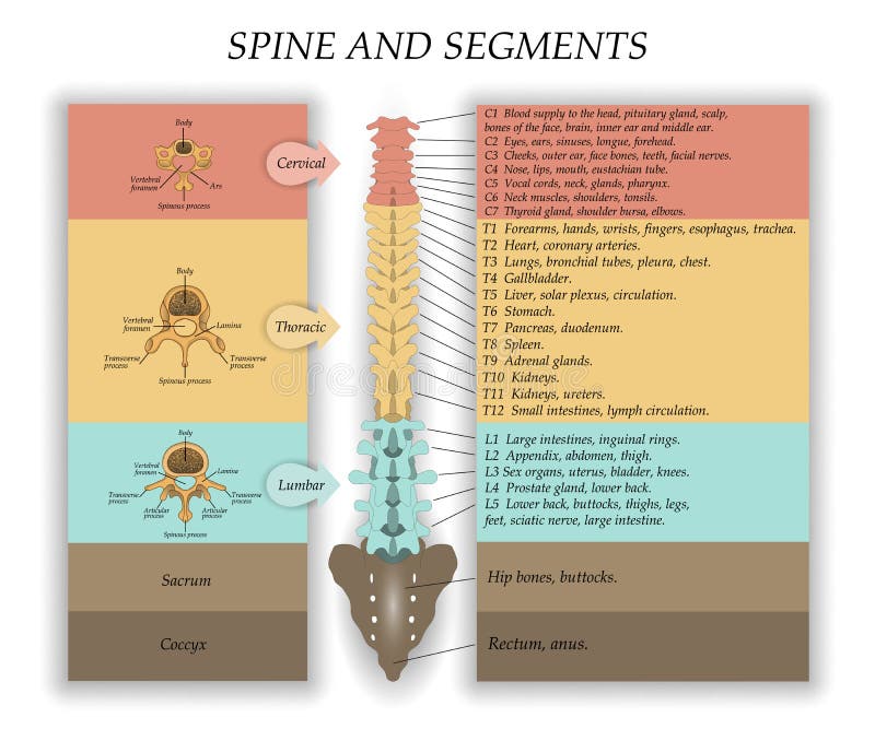 Human Spine in Front, Diagram with the Name and Description of All ...