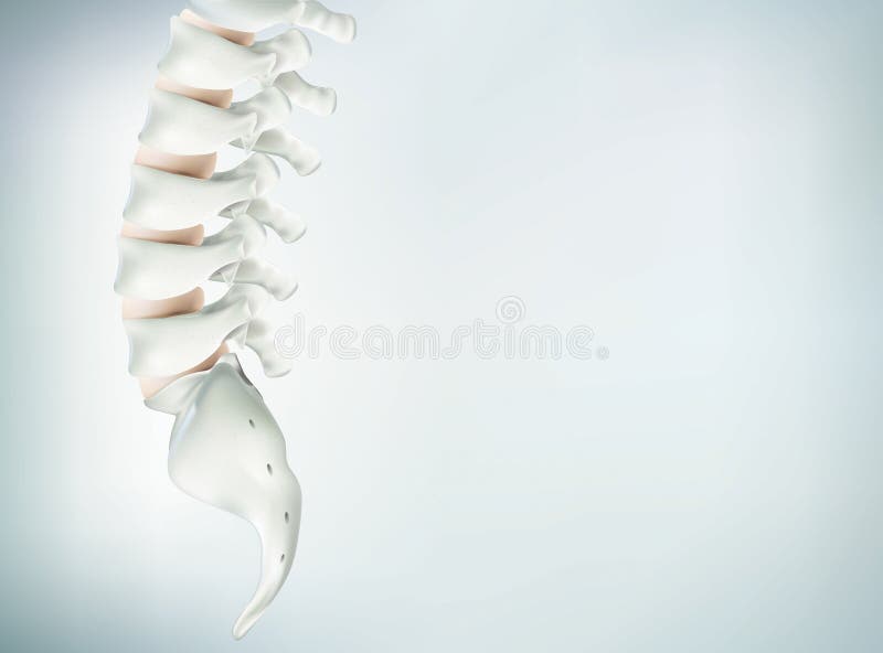 The human spine image is realistic. Shows the medical accuracy of human skeleton and 3D rendering. stock illustration The human spine image is realistic. Shows the medical accuracy of human skeleton and 3D rendering. stock illustration