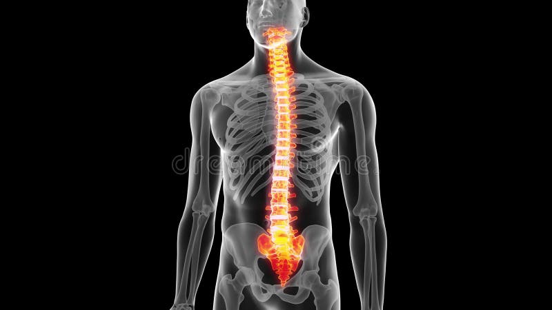 The human spine stock footage. Video of skeletal, anatomy - 68316014 The human spine stock footage. Video of skeletal, anatomy - 68316014