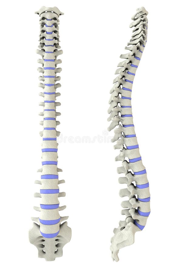 Human spine from side and back