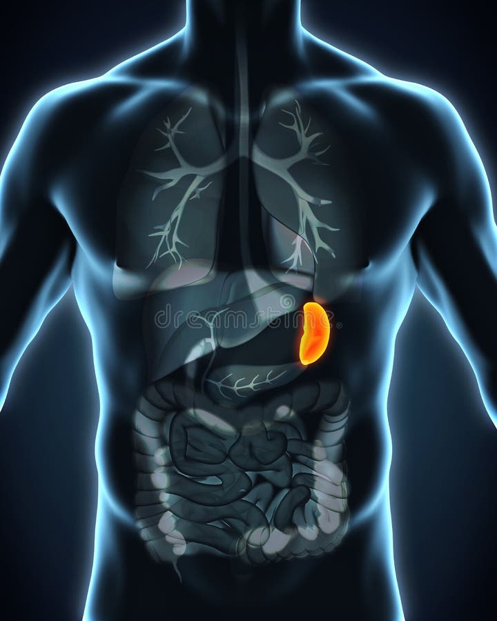 Human Spleen Anatomy stock illustration. Illustration of diaphragmatic ...