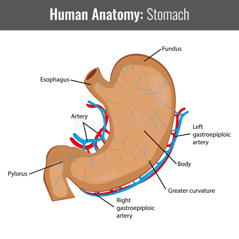 Human Stomach Detailed Anatomy  Vector Medical Stock