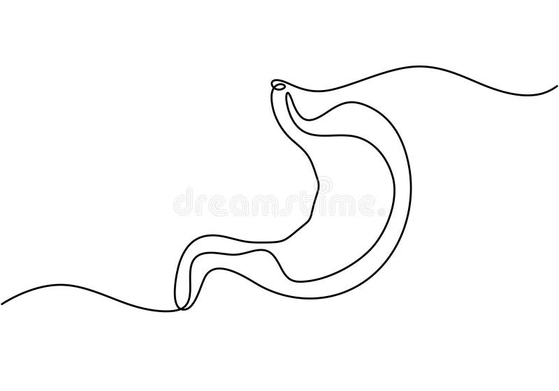Human stomach one continuous line art drawing royalty free illustration