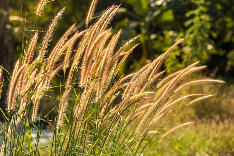 Human Stone Statue Big Nose Stock Photo Image of white, outdoor 84453834