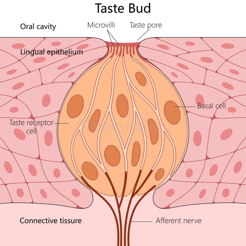 Diagram of Human Taste Bud Anatomy Medical Science Stock Illustration
