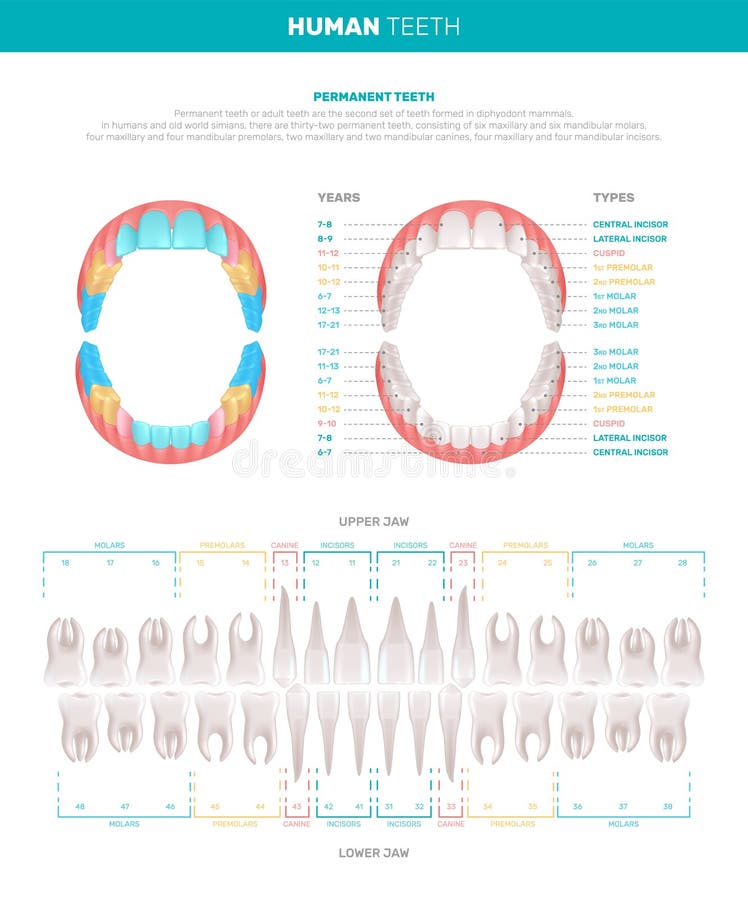 Human Teeth Big Infographics Stock Vector Illustration of scheme, layout 242925709