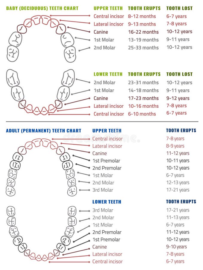 Human Teeth Number Chart