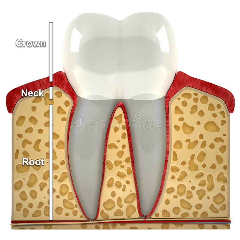 Human Tooth Cross-section (3d Model) Stock Illustration - Illustration ...