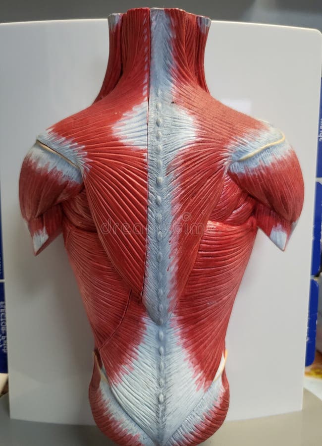 A medical display showing a human torso with exposed muscles in the back, neck, upper arms and lower spine. A medical display showing a human torso with exposed muscles in the back, neck, upper arms and lower spine.