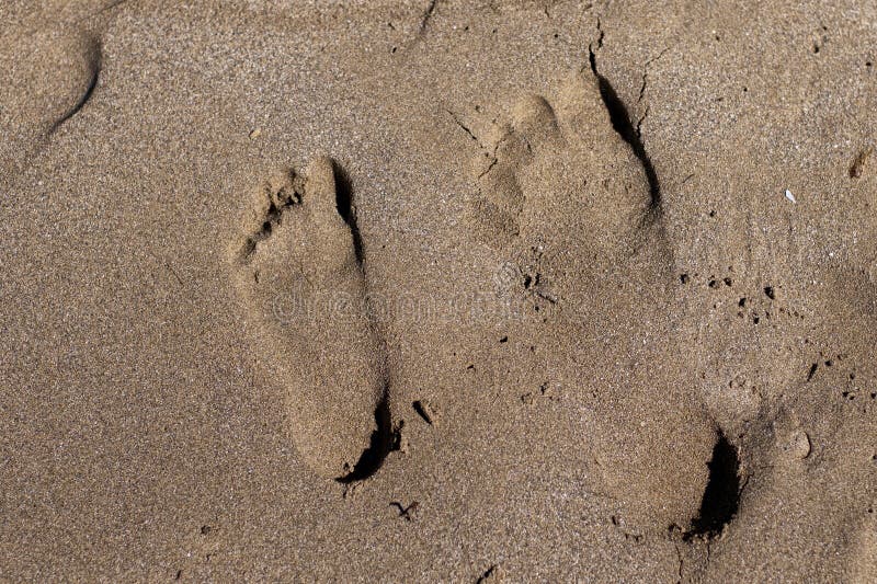 Исчезающие следы без рекламы. Исчезающие следы. След паука на песке. Следы кенгуру на песке. Следы обезьяны на песке.