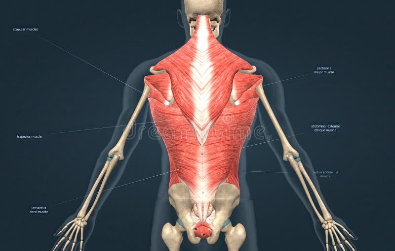 Human Trunk Muscles are the Muscles that Cover the Trunk Stock
