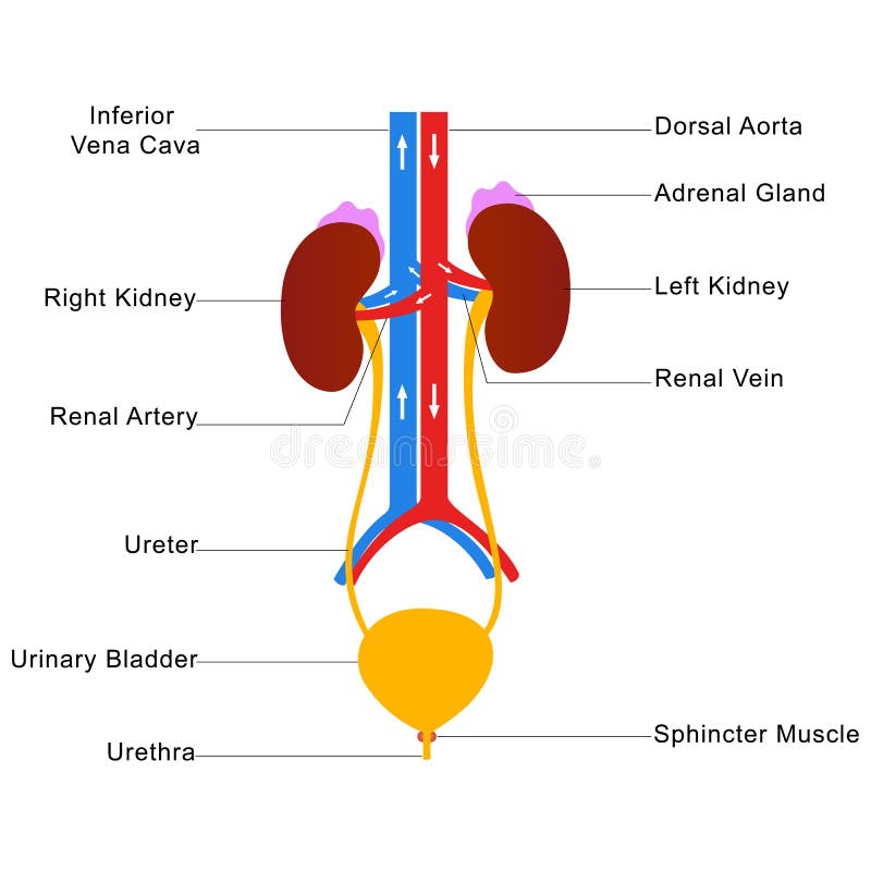 Human urinary system labelled diagram