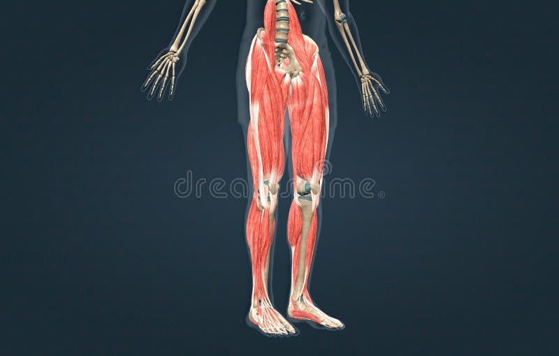Human Muscles of the Lower Limb Stock Illustration Illustration of