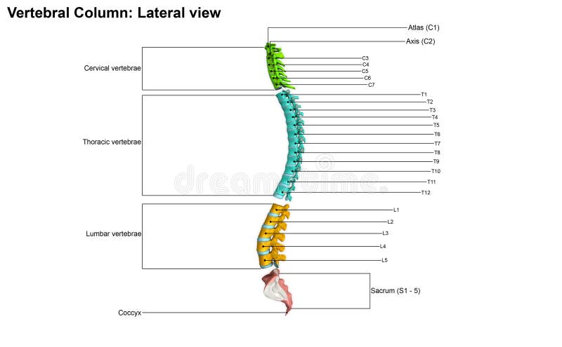Vertebral column also known as the backbone Vector Image