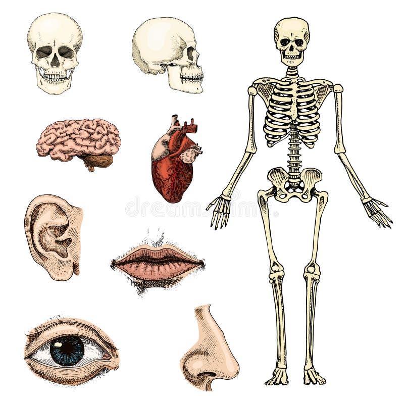 Humanbiologie Organanatomieillustration Gravierte Hand Gezeichnet In Alte Skizzen Und Weinleseart Ausfuhrliches Herz Des Korper Vektor Abbildung Illustration Von Karosserie Herz 97194328