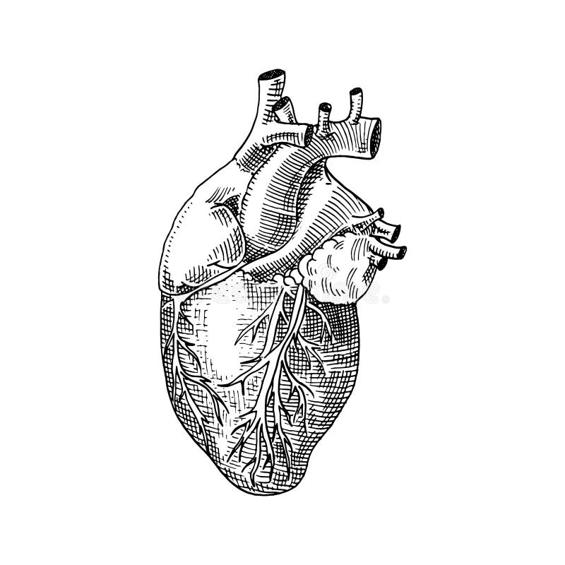 Humanbiologie, Organanatomieillustration gravierte Hand gezeichnet in alte Skizzen- und Weinleseart ausführliches Herz des Körper stock abbildung Humanbiologie, Organanatomieillustration gravierte Hand gezeichnet in alte Skizzen- und Weinleseart ausführliches Herz des Körper stock abbildung