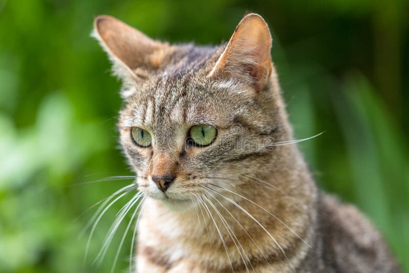 Portrait of a Green-eyed Tiger Cat Stock Image - Image of kitty, hunter:  181509389