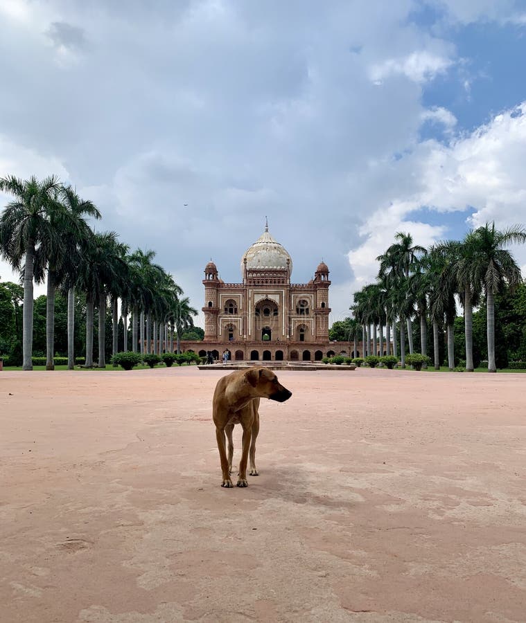 Stray dog in India royalty free stock photo Stray dog in India royalty free stock photo