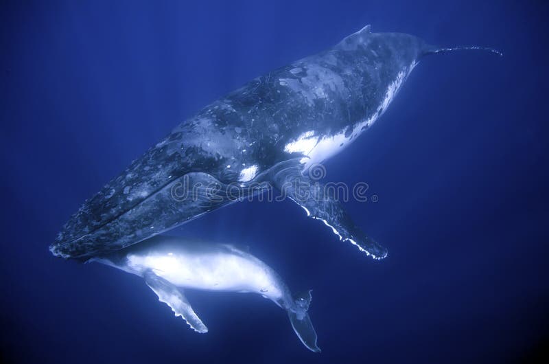 Humpback whale mother and calf. Humpback whale mother and calf