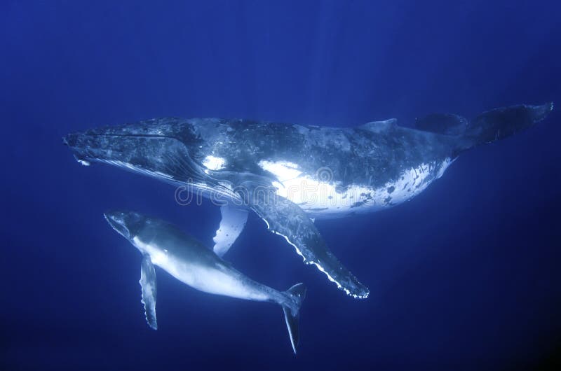 Humpback whale mother and calf. Humpback whale mother and calf