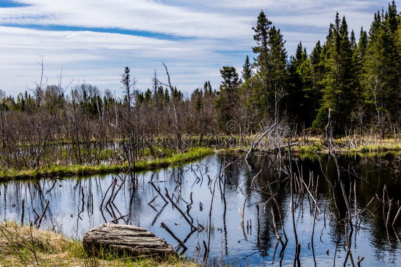 The Humber River Wanders through the Park. Sir Richard Squires