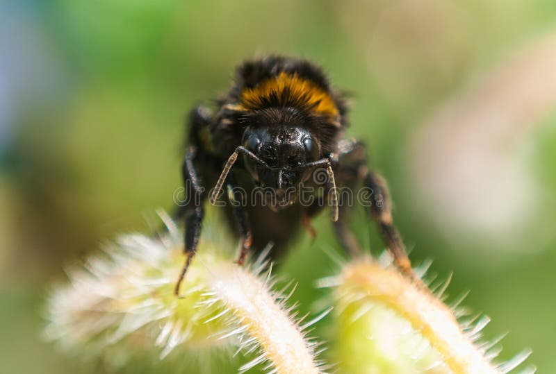 Bumble bee Bumblebee close up