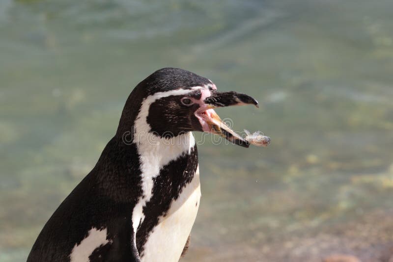 Humboldt penguin