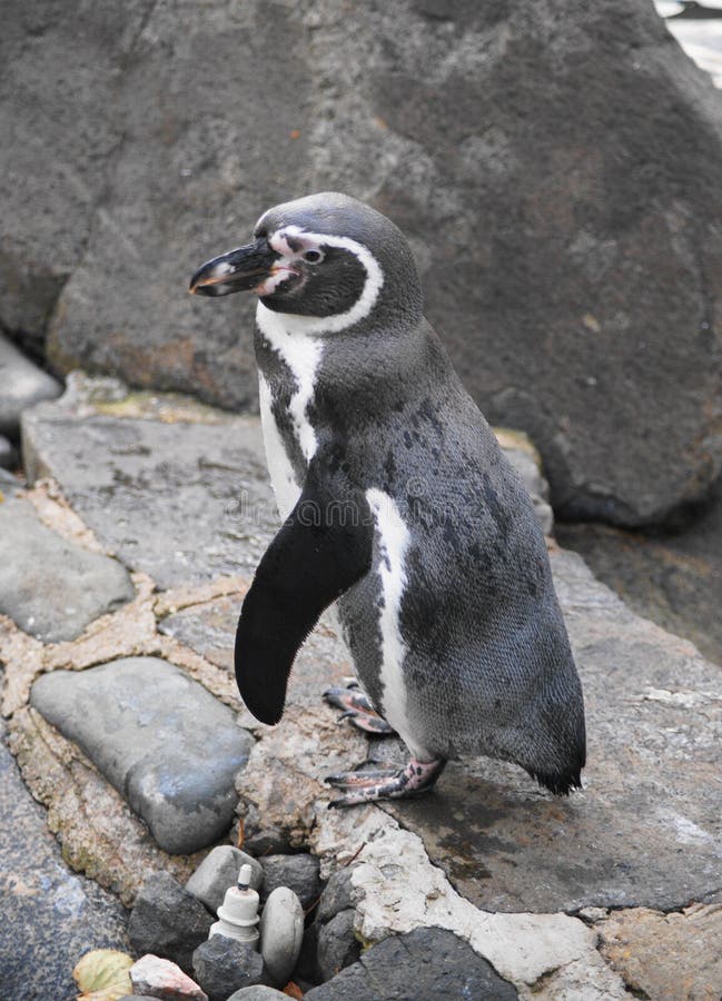 Humboldt Penguin