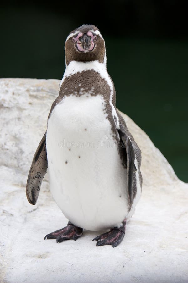 Humboldt Penguin