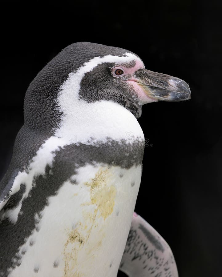 Humboldt penguin closeup profile royalty free stock images