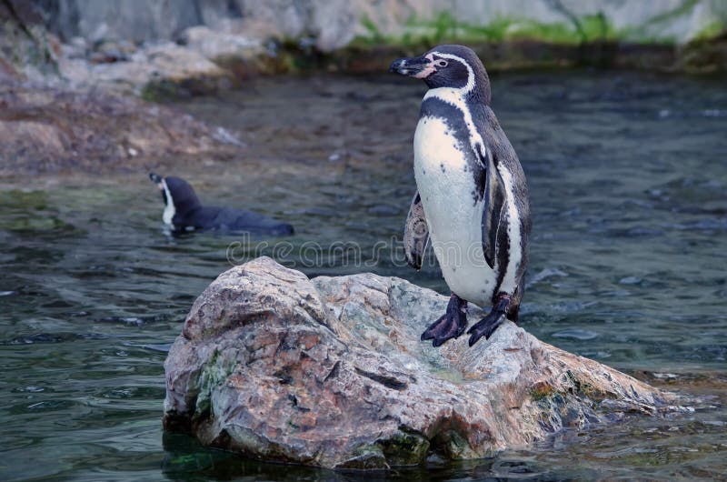 Humboldt penguin