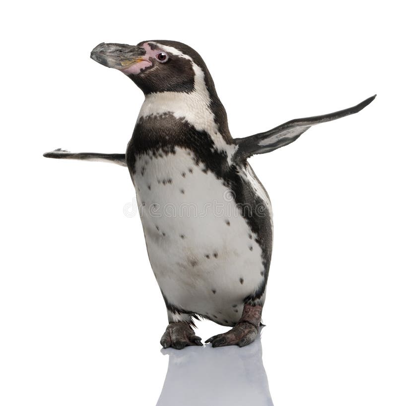 Humboldt Penguin, Spheniscus Humboldti, Stock Photo - Image of studio