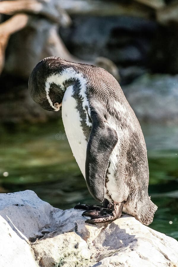 Humboldt Penguin (Spheniscus Humboldti) Stock Image - Image of white