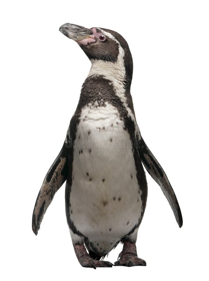 Humboldt Penguin, Spheniscus humboldti, standing in front of white background. Humboldt Penguin, Spheniscus humboldti, standing in front of white background