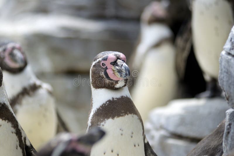 Humboldt Pinguin - Spheniscus humboldti stockbild Humboldt Pinguin - Spheniscus humboldti stockbild