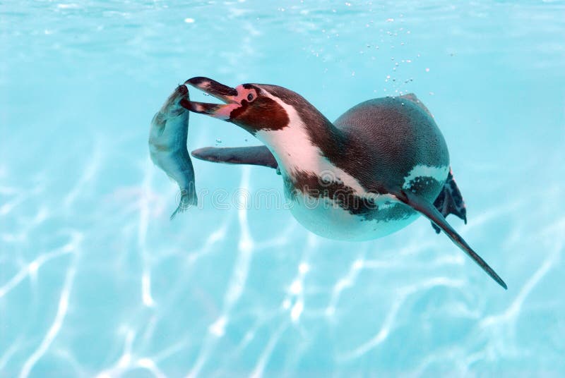 Humboldt penguin ( Spheniscus) underwater with a fish. Humboldt penguin ( Spheniscus) underwater with a fish