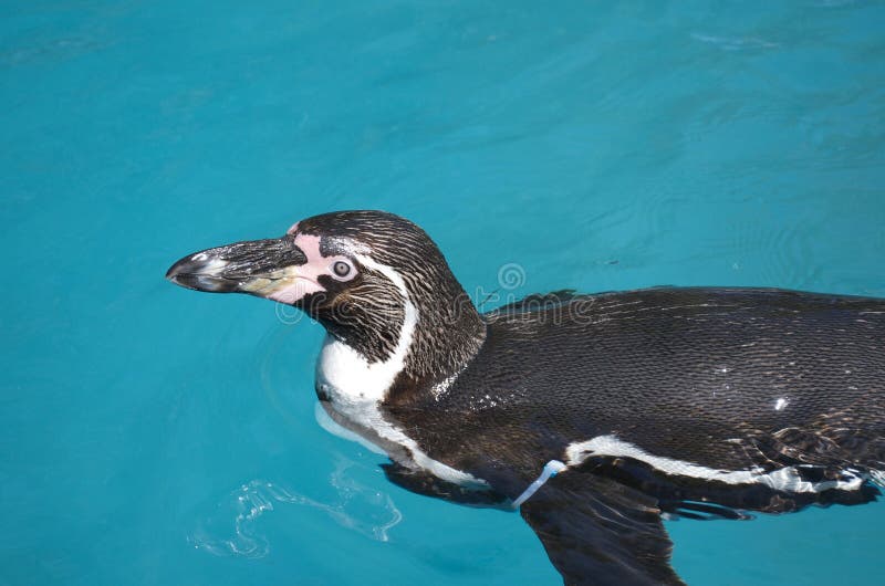 Humboldt-Pinguinschwimmen auf Oberfläche des blauen Wassers stockfotografie Humboldt-Pinguinschwimmen auf Oberfläche des blauen Wassers stockfotografie
