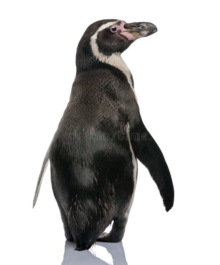 Humboldt pingwinu tyły trwanie widok