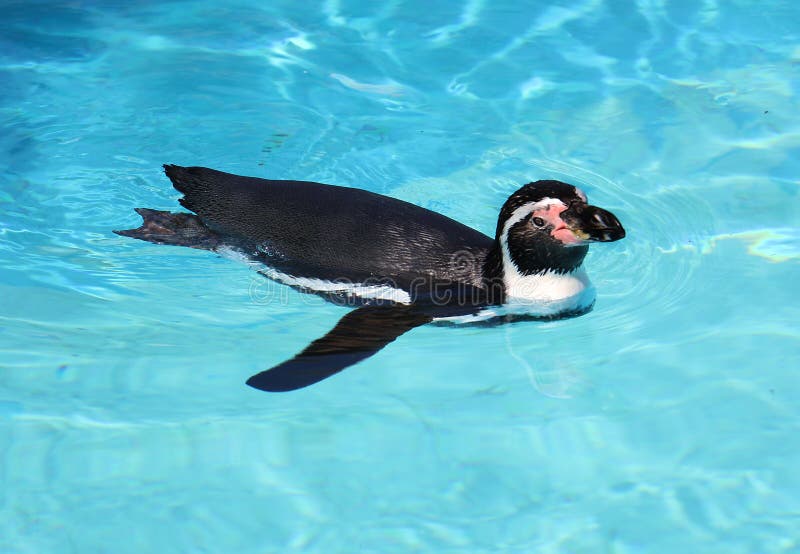 Humboldt`s Penguin Swimming in Aquarium Stock Image - Image of water