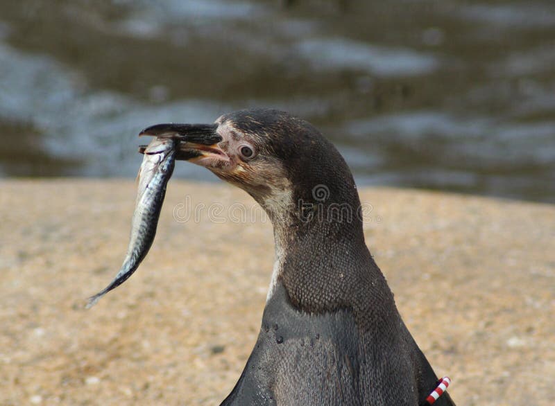 Humbolt pingwinu łasowania ryba Foto brać w aqua zoo Friesland w Leeuwarden