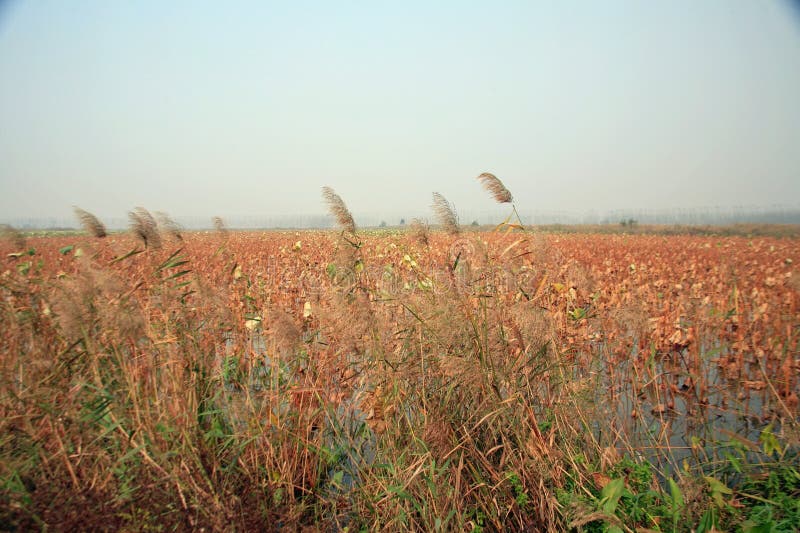 Lingbao wetland is located two kilometers north of Lingbao high speed rail station. Wetland is an ecological system with a variety of unique functions on the earth. It not only provides a large amount of food, raw materials and water resources for human beings, but also maintains ecological balance, conservation of biodiversity and rare species resources, and conservation of water source, flood control and drought control, degradation of pollution to regulate climate, supplement of groundwater, control soil erosion and so on. The surface plays an important role. Therefore, wetlands are praised as &#x22;kidney of the earth&#x22; and &#x22;natural reservoir&#x22; by experts. Lingbao wetland is located two kilometers north of Lingbao high speed rail station. Wetland is an ecological system with a variety of unique functions on the earth. It not only provides a large amount of food, raw materials and water resources for human beings, but also maintains ecological balance, conservation of biodiversity and rare species resources, and conservation of water source, flood control and drought control, degradation of pollution to regulate climate, supplement of groundwater, control soil erosion and so on. The surface plays an important role. Therefore, wetlands are praised as &#x22;kidney of the earth&#x22; and &#x22;natural reservoir&#x22; by experts.