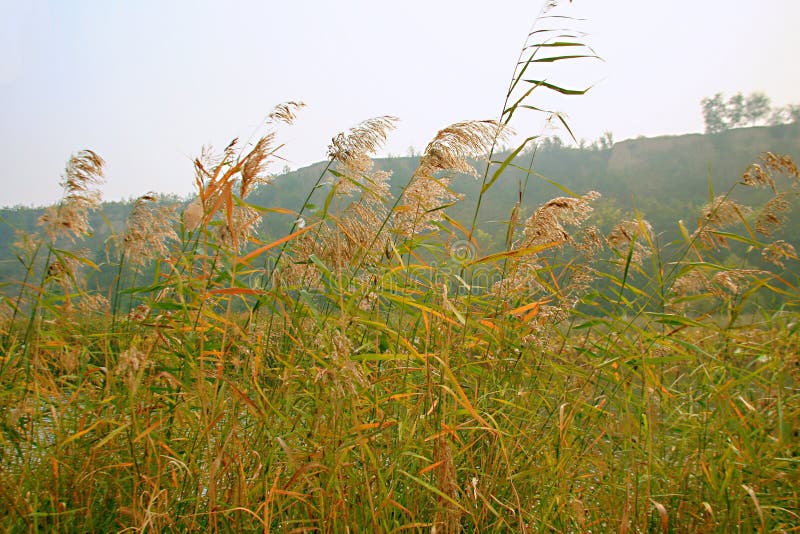 Lingbao wetland is located two kilometers north of Lingbao high speed rail station. Wetland is an ecological system with a variety of unique functions on the earth. It not only provides a large amount of food, raw materials and water resources for human beings, but also maintains ecological balance, conservation of biodiversity and rare species resources, and conservation of water source, flood control and drought control, degradation of pollution to regulate climate, supplement of groundwater, control soil erosion and so on. The surface plays an important role. Therefore, wetlands are praised as &#x22;kidney of the earth&#x22; and &#x22;natural reservoir&#x22; by experts. Lingbao wetland is located two kilometers north of Lingbao high speed rail station. Wetland is an ecological system with a variety of unique functions on the earth. It not only provides a large amount of food, raw materials and water resources for human beings, but also maintains ecological balance, conservation of biodiversity and rare species resources, and conservation of water source, flood control and drought control, degradation of pollution to regulate climate, supplement of groundwater, control soil erosion and so on. The surface plays an important role. Therefore, wetlands are praised as &#x22;kidney of the earth&#x22; and &#x22;natural reservoir&#x22; by experts.