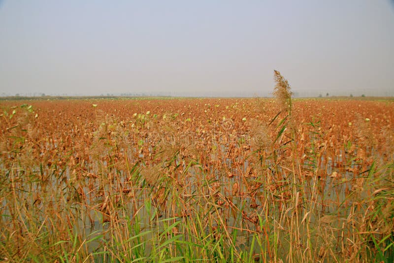 Lingbao wetland is located two kilometers north of Lingbao high speed rail station. Wetland is an ecological system with a variety of unique functions on the earth. It not only provides a large amount of food, raw materials and water resources for human beings, but also maintains ecological balance, conservation of biodiversity and rare species resources, and conservation of water source, flood control and drought control, degradation of pollution to regulate climate, supplement of groundwater, control soil erosion and so on. The surface plays an important role. Therefore, wetlands are praised as &#x22;kidney of the earth&#x22; and &#x22;natural reservoir&#x22; by experts. Lingbao wetland is located two kilometers north of Lingbao high speed rail station. Wetland is an ecological system with a variety of unique functions on the earth. It not only provides a large amount of food, raw materials and water resources for human beings, but also maintains ecological balance, conservation of biodiversity and rare species resources, and conservation of water source, flood control and drought control, degradation of pollution to regulate climate, supplement of groundwater, control soil erosion and so on. The surface plays an important role. Therefore, wetlands are praised as &#x22;kidney of the earth&#x22; and &#x22;natural reservoir&#x22; by experts.