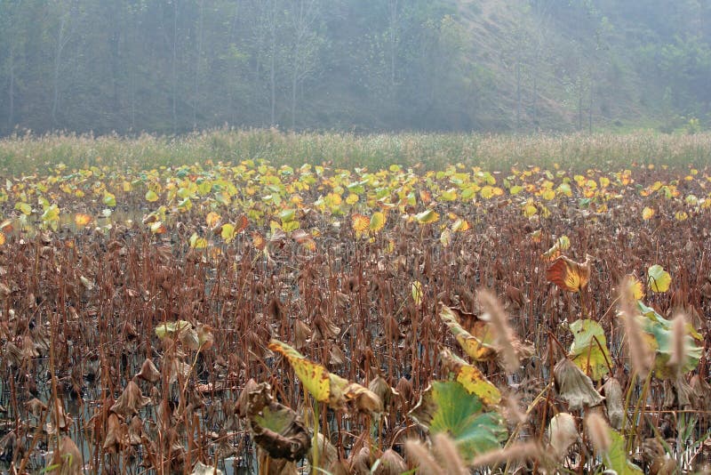 Lingbao wetland is located two kilometers north of Lingbao high speed rail station. Wetland is an ecological system with a variety of unique functions on the earth. It not only provides a large amount of food, raw materials and water resources for human beings, but also maintains ecological balance, conservation of biodiversity and rare species resources, and conservation of water source, flood control and drought control, degradation of pollution to regulate climate, supplement of groundwater, control soil erosion and so on. The surface plays an important role. Therefore, wetlands are praised as &#x22;kidney of the earth&#x22; and &#x22;natural reservoir&#x22; by experts. Lingbao wetland is located two kilometers north of Lingbao high speed rail station. Wetland is an ecological system with a variety of unique functions on the earth. It not only provides a large amount of food, raw materials and water resources for human beings, but also maintains ecological balance, conservation of biodiversity and rare species resources, and conservation of water source, flood control and drought control, degradation of pollution to regulate climate, supplement of groundwater, control soil erosion and so on. The surface plays an important role. Therefore, wetlands are praised as &#x22;kidney of the earth&#x22; and &#x22;natural reservoir&#x22; by experts.