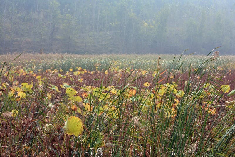 Lingbao wetland is located two kilometers north of Lingbao high speed rail station. Wetland is an ecological system with a variety of unique functions on the earth. It not only provides a large amount of food, raw materials and water resources for human beings, but also maintains ecological balance, conservation of biodiversity and rare species resources, and conservation of water source, flood control and drought control, degradation of pollution to regulate climate, supplement of groundwater, control soil erosion and so on. The surface plays an important role. Therefore, wetlands are praised as &#x22;kidney of the earth&#x22; and &#x22;natural reservoir&#x22; by experts. Lingbao wetland is located two kilometers north of Lingbao high speed rail station. Wetland is an ecological system with a variety of unique functions on the earth. It not only provides a large amount of food, raw materials and water resources for human beings, but also maintains ecological balance, conservation of biodiversity and rare species resources, and conservation of water source, flood control and drought control, degradation of pollution to regulate climate, supplement of groundwater, control soil erosion and so on. The surface plays an important role. Therefore, wetlands are praised as &#x22;kidney of the earth&#x22; and &#x22;natural reservoir&#x22; by experts.