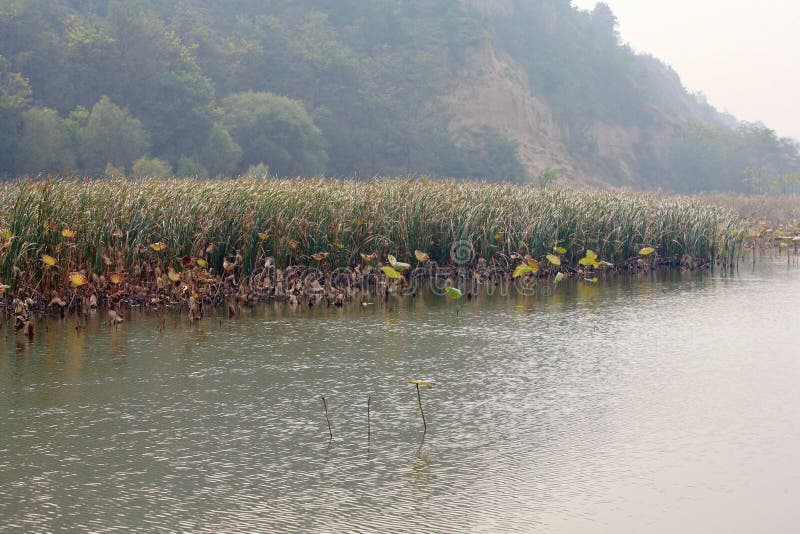 Lingbao wetland is located two kilometers north of Lingbao high speed rail station. Wetland is an ecological system with a variety of unique functions on the earth. It not only provides a large amount of food, raw materials and water resources for human beings, but also maintains ecological balance, conservation of biodiversity and rare species resources, and conservation of water source, flood control and drought control, degradation of pollution to regulate climate, supplement of groundwater, control soil erosion and so on. The surface plays an important role. Therefore, wetlands are praised as &#x22;kidney of the earth&#x22; and &#x22;natural reservoir&#x22; by experts. Lingbao wetland is located two kilometers north of Lingbao high speed rail station. Wetland is an ecological system with a variety of unique functions on the earth. It not only provides a large amount of food, raw materials and water resources for human beings, but also maintains ecological balance, conservation of biodiversity and rare species resources, and conservation of water source, flood control and drought control, degradation of pollution to regulate climate, supplement of groundwater, control soil erosion and so on. The surface plays an important role. Therefore, wetlands are praised as &#x22;kidney of the earth&#x22; and &#x22;natural reservoir&#x22; by experts.