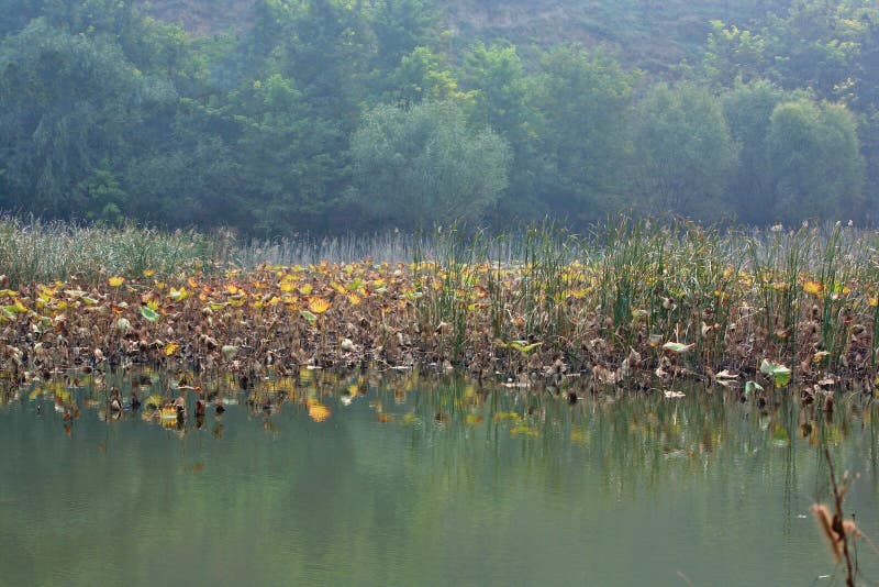 Lingbao wetland is located two kilometers north of Lingbao high speed rail station. Wetland is an ecological system with a variety of unique functions on the earth. It not only provides a large amount of food, raw materials and water resources for human beings, but also maintains ecological balance, conservation of biodiversity and rare species resources, and conservation of water source, flood control and drought control, degradation of pollution to regulate climate, supplement of groundwater, control soil erosion and so on. The surface plays an important role. Therefore, wetlands are praised as &#x22;kidney of the earth&#x22; and &#x22;natural reservoir&#x22; by experts. Lingbao wetland is located two kilometers north of Lingbao high speed rail station. Wetland is an ecological system with a variety of unique functions on the earth. It not only provides a large amount of food, raw materials and water resources for human beings, but also maintains ecological balance, conservation of biodiversity and rare species resources, and conservation of water source, flood control and drought control, degradation of pollution to regulate climate, supplement of groundwater, control soil erosion and so on. The surface plays an important role. Therefore, wetlands are praised as &#x22;kidney of the earth&#x22; and &#x22;natural reservoir&#x22; by experts.